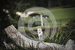 Owl at lone pine koala in Australia