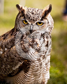 Owl long ears