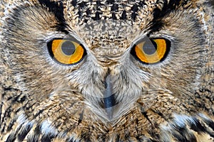 Owl looking big eyes out of the darkness close