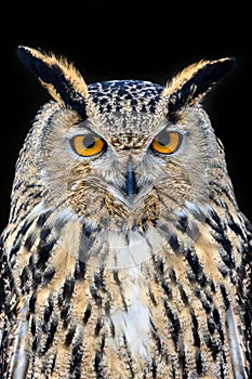 Owl looking big eyes out of the darkness close