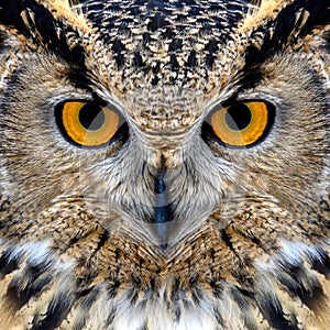 Owl looking big eyes out of the darkness close