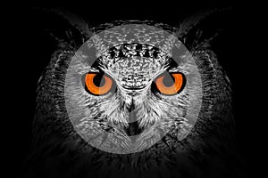 Owl looking big red eyes out of the darkness close