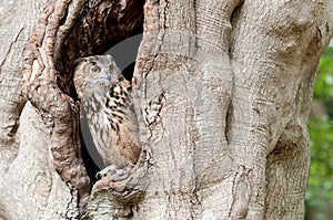 Owl looking out from a tree hollow
