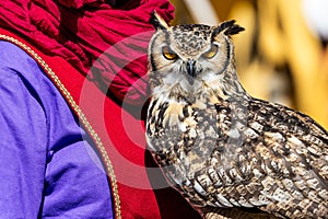 Owl looking to camera. Animal themes, majestic bird, day