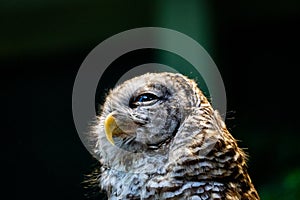 An Owl Looks For Food