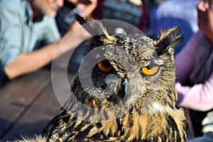 Owl in a Malmantile City Medieval festival Lastra a SIGNA photo