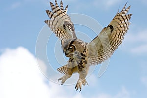 owl midair, wings fully extended, beak open, against blue sky