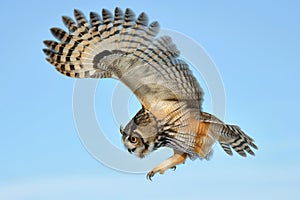 owl midair, wings fully extended, beak open, against blue sky