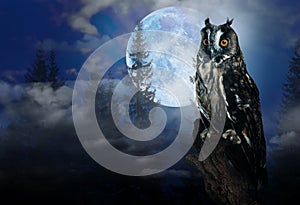 Owl in misty forest on full moon night