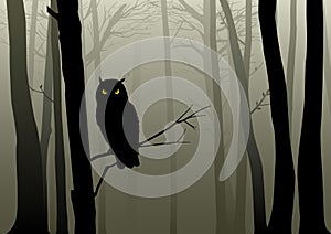 Owl In The Misty Woods