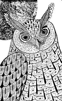 Owl and the moon. Ink drawing for coloring page and design. Graphic sketch. Vector illustration