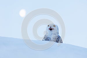 Owl with moon. Snowy owl, Nyctea scandiaca, rare bird sitting on the snow, winter scene with snowflakes in wind, early morning