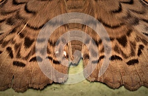 Owl moth Erebus macrops wing Scales