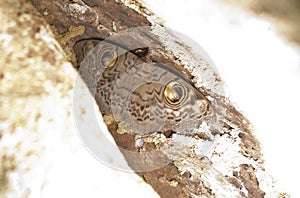 Owl moth hiding in tree trunk, Anshi forest, India.