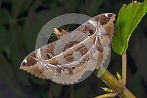 Owl Moth species at Amboli, Maharashtra