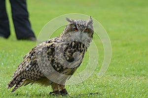 Owl at muncaster castle in the lake district, lakeland, england