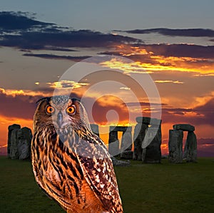 An owl and the mystery Stonehenge