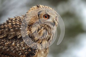 Owl in the Natural Park of Cazorla, Segura and Las Villas photo