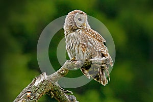 Owl in nature. Ural Owl, Strix uralensis, sitting on tree branch, at green leaves oak forest, Norway. Wildlife scene from nature.