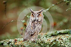 Owl in nature wood nature habitat. Bird sitting on the tree, long ears. Owl hunting. Green lichen Hypogymnia physodes. Long-eared