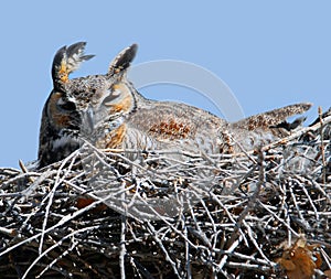 Owl in nest