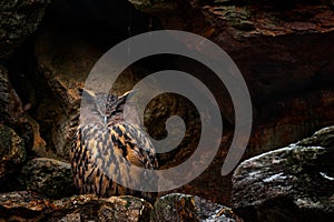 Owl nest on the rock ledge. Wildlife scene from wild nature. Big Eurasian Eagle Owl, Bubo bubo, Stone forest with owl. Owl