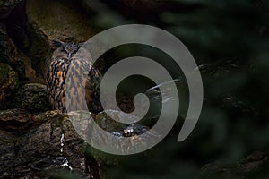 Owl nest on the rock ledge. Wildlife scene from wild nature. Big Eurasian Eagle Owl, Bubo bubo, Stone forest with owl. Owl