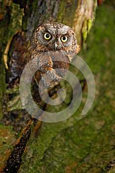 Owl nest in the tree. Common Scops Owl, Otus scops, little owl in the nature habitat, sitting on the green spruce tree branch, for