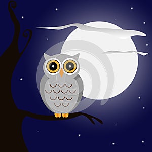 Owl at night