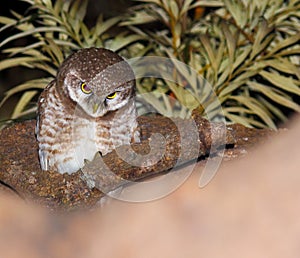 Owl at night