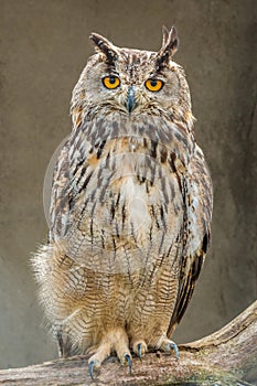 Owl night bird