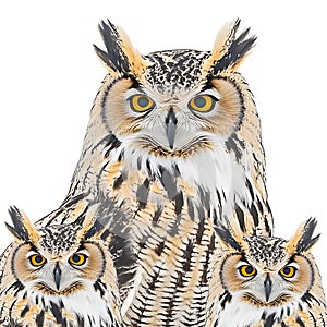 Owl of the Night Eurasian Eagle-Owl Standing