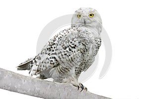 Owl Nyctea scandiaca photo
