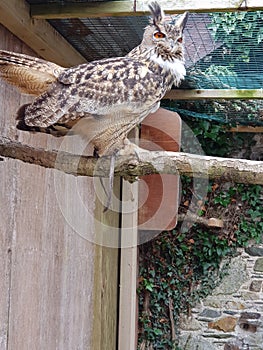 Owl observing surroundings photo