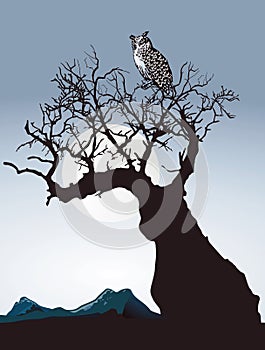 Owl on old tree