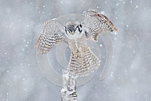 Owl with open wings from Finland. Nature of north Europe. Snow winter scene with flying owl. Hawk Owl in fly with snowflake during