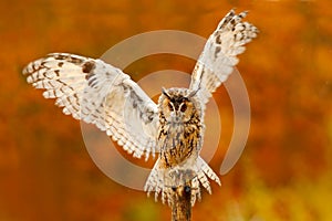 Owl with open wings. Owl in orange autumn leaves forest. Long-eared Owl with orange oak leaves during autumn. Bird in the nature