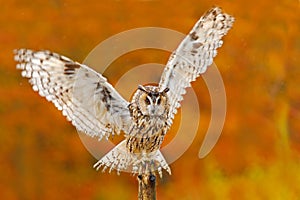 Owl in orange autumn leaves forest. Long-eared Owl with orange oak leaves during autumn. Bird in the nature habitat. Fall orange f