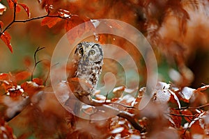 Owl in the orange forest. Boreal owl, Aegolius funereus, in the orange larch autumn forest in central Europe, detail portrait in