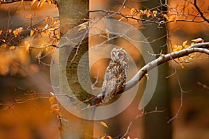 Owl in orange forest, yellow leaves. Long-eared Owl with orange oak leaves during autumn. Wildlife scene fro nature, Sweden. Anima