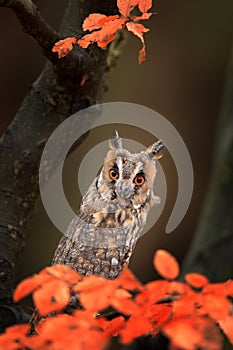 Owl in orange forest, yellow leaves. Long-eared Owl with orange oak leaves during autumn. Wildlife scene fro nature, Sweden. Anima