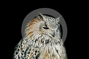 Owl over Black Background