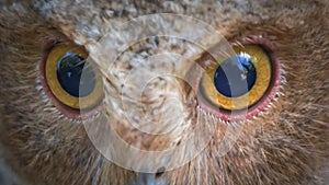 Owl, owl eye, owl eye close up photo, owl chick photo.