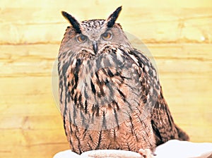 Owl or owl is a name given to several species of birds in the Strigidae Family detail day photography.