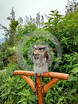 Owl. Owls are birds from the order Strigiformes, species of mostly solitary and nocturnal birds