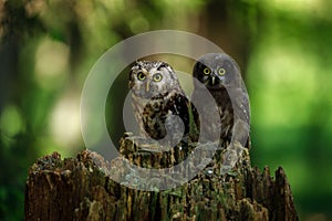 Owl parent and chick. Adult and juvenile boreal owls, Aegolius funereus, perched on rotten stump in forest. Typical small owl.