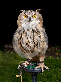 Owl on perch