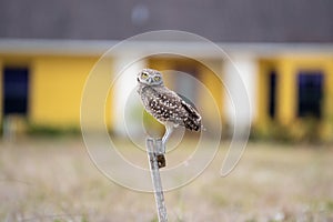 Owl on Perch with Head Cocked