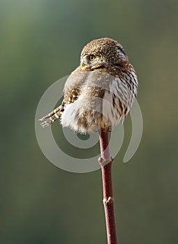 Owl Perched on a Branch