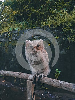 owl perched on a log